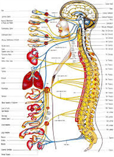 Functional Neurology