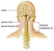 Vertebrae image - San Diego Chiropractic, Massage specialize in pain relief and treatment of brain, neck, spine and nerves utilizing various techniques to achieve optimal results.